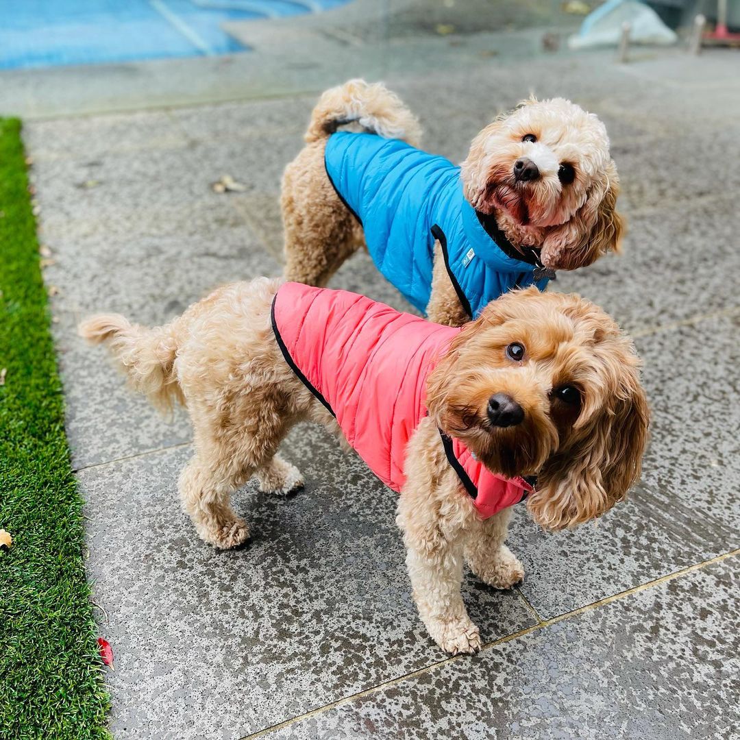 30％OFF｜ エアリーベストリバーシブル【BLACKFRIDAYSALE】