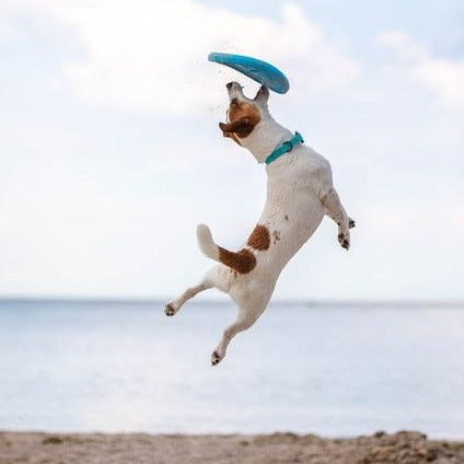 公式】PitchDog｜ピッチドッグ フライングディスク